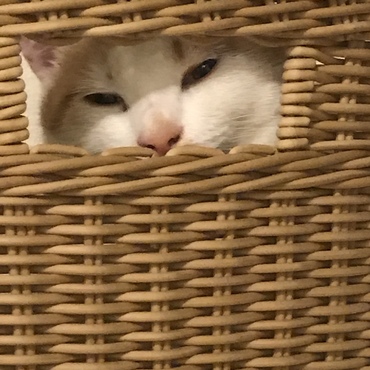 間違っていない？