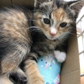 ミケ猫ﾁｬﾝ♀渦巻きしっぽ...♪*ﾟ