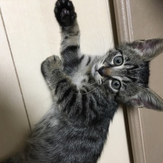 子猫 男の子