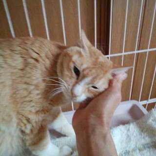 里親さま決定しました！有難うございました。