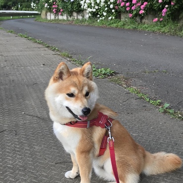 の写真