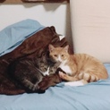 人懐っこい甘えん坊な兄弟猫ちゃん