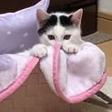 白が多い白黒のた胡ちゃんです