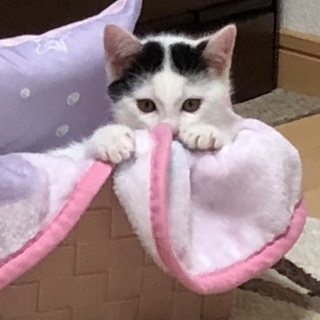 白が多い白黒のた胡ちゃんです