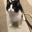 黒の多いハチワレのあ胡ちゃんです
