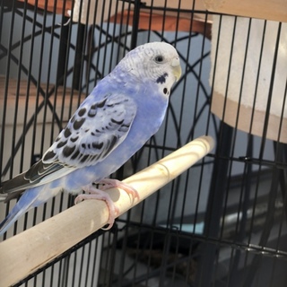セキセイインコ オパーリンブルー 