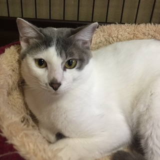 ちょっとビビリな可愛い猫の里親さん募集