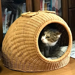 猫ちぐらを買う