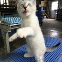 子猫 白グレー 2ヶ月