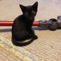 幸せを呼ぶ黒猫さんです