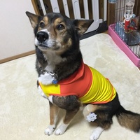 ポンタ