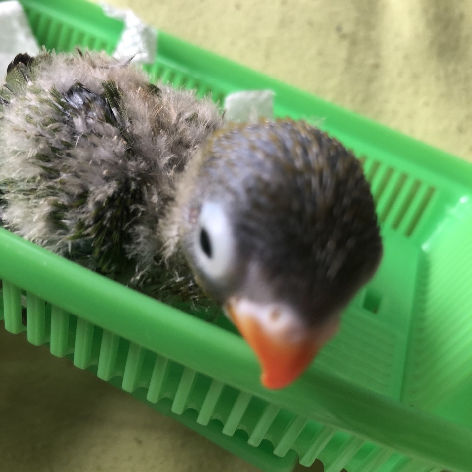 なしのカバー写真