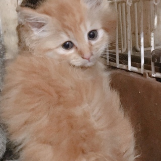 生後約2ヶ月 長毛茶トラ 茶々丸くん