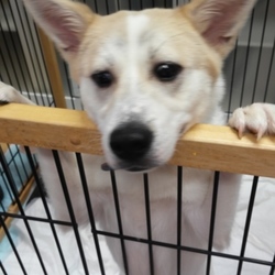シュリのおうち主催 保護っ子犬猫譲渡会