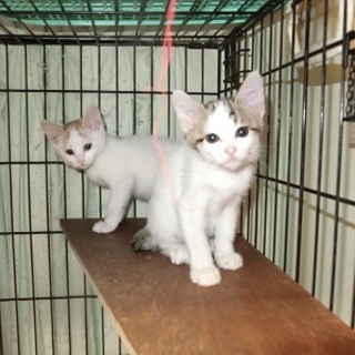 兄妹2匹です。♡