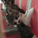 計８匹の子猫ちゃん兄妹！！