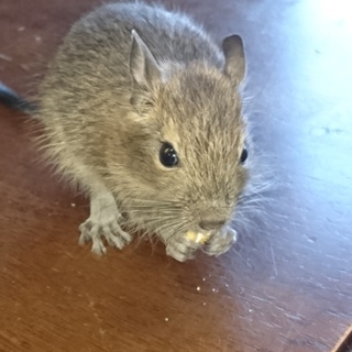 デグーベビー里親様募集！