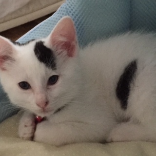 牛柄　うっしーくん