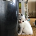 計８匹の子猫ちゃん兄妹！！