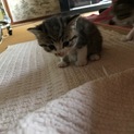 計８匹の子猫ちゃん兄妹！！
