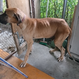 グレードデン1才オス