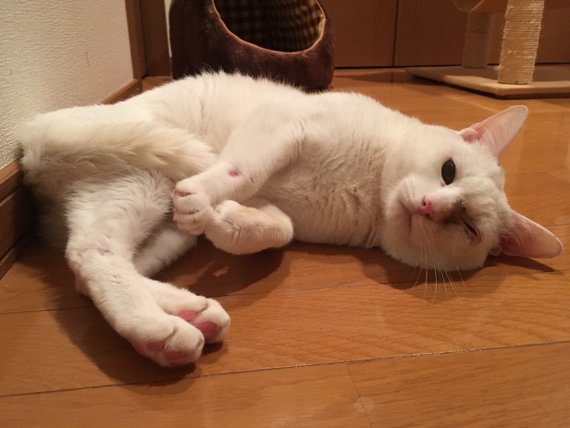 やなぎ(白猫) :: ペットのおうち【月間利用者150万人!】