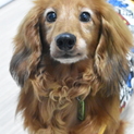 Mダックス 推定6歳 仮名☆青翔（あおと）
