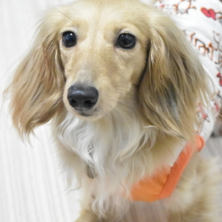 応募者多数の為、一時募集停止