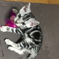 ごま