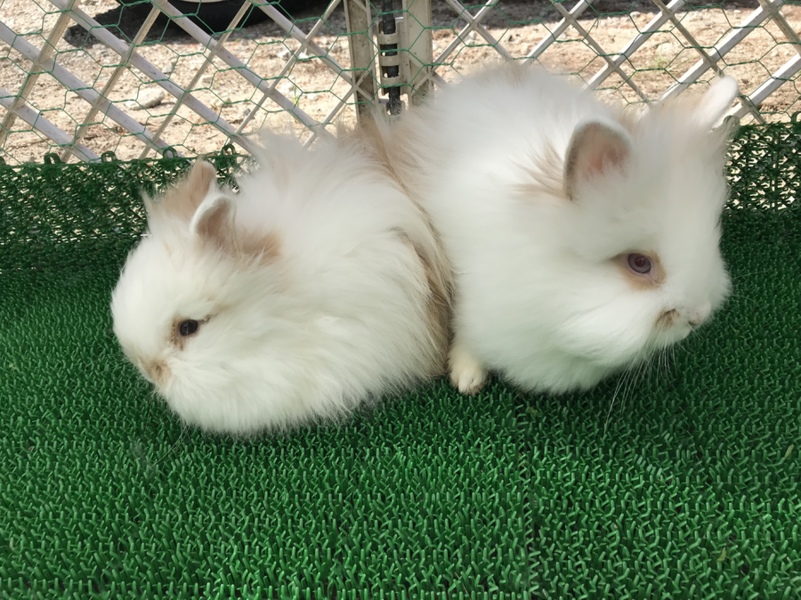 ライオンドワーフラビット 広島県 小動物の里親募集 80 ペットのおうち 月間利用者150万人