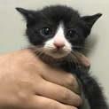 ちびちび子猫
