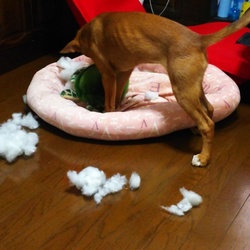 「エマの悪癖暴露ログ（証拠写真付き）」サムネイル1