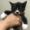 ちびちび子猫
