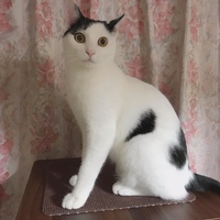 ネオ