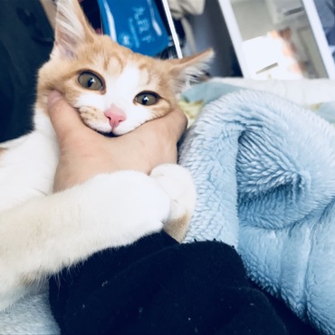 飼い主に構ってもらいたくて