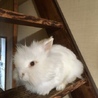 ライオンドワーフラビット サムネイル3