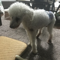 りり