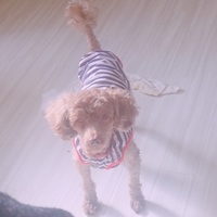 ノエル