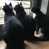 すみパンです さん