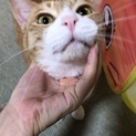 茶白君