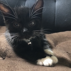 「家族になって二週間」サムネイル1