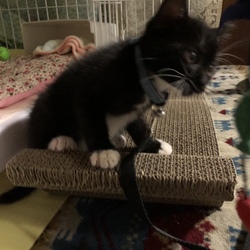 「家族になって二週間」サムネイル2