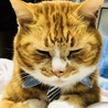 キリッと、ねむねむ