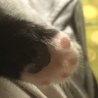 小さいお手手