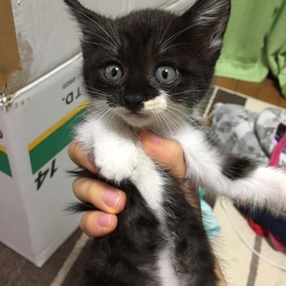 子猫を保護しています。生後1ヶ月くらいです！