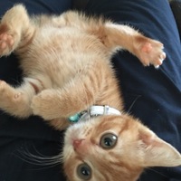おもち