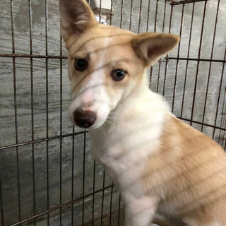 里親様決定しました✨ありがとうございました