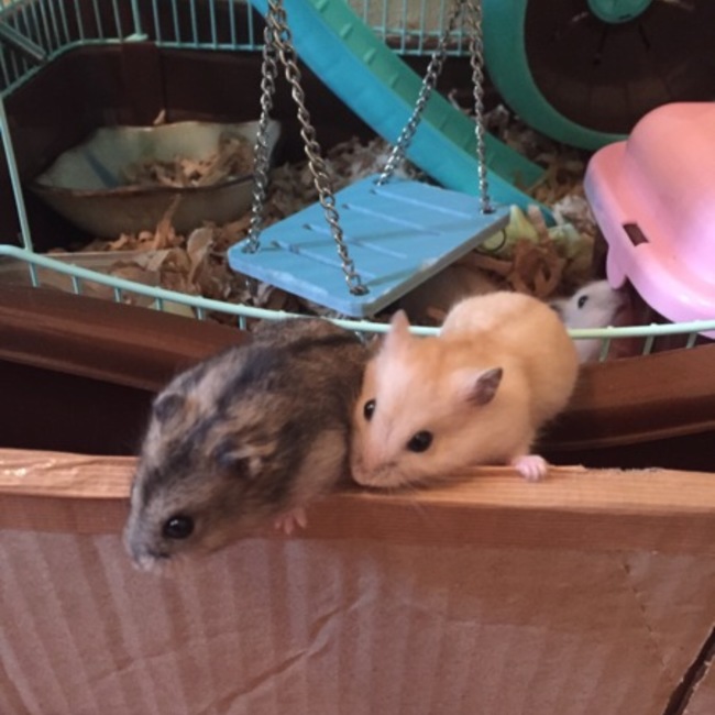 ハムジローのカバー写真