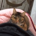 震災ペットの里親募集です。