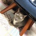 被災ペットの里親募集です